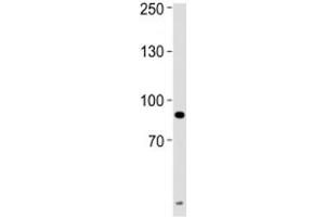 UHRF1 antibody western blot analysis of HeLa lysate. (UHRF1 抗体  (AA 229-257))