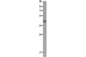 Western Blotting (WB) image for anti-Melanocortin 5 Receptor (MC5R) antibody (ABIN2431634) (MC5 Receptor 抗体)