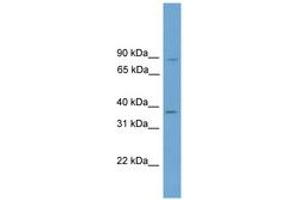 Image no. 1 for anti-General Transcription Factor IIA, 1, 19/37kDa (GTF2A1) (AA 215-264) antibody (ABIN6745239) (GTF2A1 抗体  (AA 215-264))