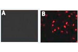 Immunofluorescence (IF) image for anti-HA-Tag antibody (ABIN1107475)