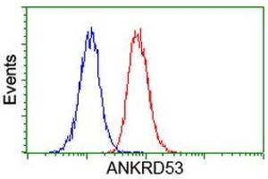 Image no. 4 for anti-Ankyrin Repeat Domain 53 (ANKRD53) (AA 1-300) antibody (ABIN1490722) (ANKRD53 抗体  (AA 1-300))
