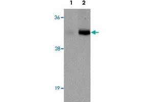 Western blot analysis of VENTX in mouse brain tissue lysate with VENTX polyclonal antibody  at (1) 1 and (2) 2 ug/mL. (VENTX 抗体  (Internal Region))