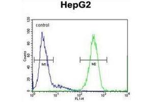 Flow cytometric analysis of HepG2 cells (right histogram) compared to a negative control cell (left histogram) using  SOHLH1 / TEB2  Antibody (N-term), followed by FITC-conjugated goat-anti-rabbit secondary antibodies. (SOHLH1 抗体  (N-Term))
