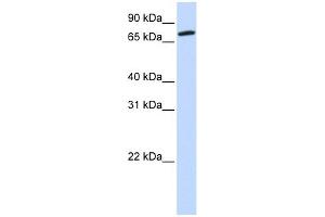 COG4 antibody used at 1 ug/ml to detect target protein. (COG4 抗体  (Middle Region))