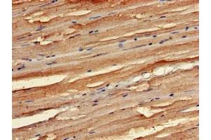 Immunohistochemistry of paraffin-embedded human skeletal muscle tissue using ABIN7168997 at dilution of 1:100 (STK35 抗体  (AA 1-200))
