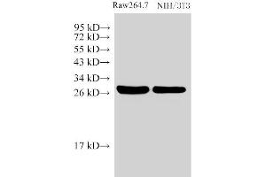 Western Blot analysis of 1)Raw264. (Galectin 3 抗体)