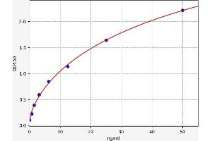 Intercellular Adhesion Molecule 1 (ICAM1) ELISA Kit