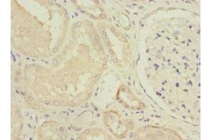 Immunohistochemistry of paraffin-embedded human kidney tissue using ABIN7160945 at dilution of 1:100 (NDUFV1 抗体  (AA 1-250))