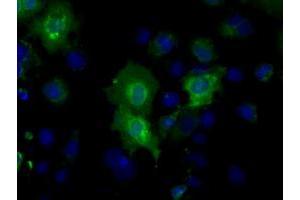 Anti-BSG mouse monoclonal antibody (ABIN2452820) immunofluorescent staining of COS7 cells transiently transfected by pCMV6-ENTRY BSG (RC219464). (CD147 抗体)