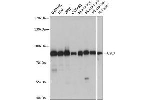 Western blot analysis of extracts of various cell lines, using G2E3 antibody (ABIN7267322) at 1:1000 dilution. (G2E3 抗体  (AA 1-180))