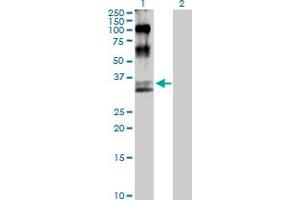 Western Blot analysis of MAP2K6 expression in transfected 293T cell line by MAP2K6 MaxPab polyclonal antibody. (MAP2K6 抗体  (AA 1-334))