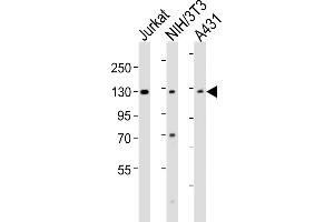 All lanes : Anti-HNRNPU Antibody (C-term) at 1:2000 dilution Lane 1: Jurkat whole cell lysates Lane 2: NIH/3T3 whole cell lysates Lane 3: A431 whole cell lysates Lysates/proteins at 20 μg per lane.