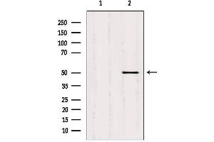 Western blot analysis of extracts from hela, using SQRDL antibody. (SQRDL 抗体)