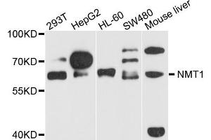 Western blot analysis of extract of various cells, using NMT1 antibody. (NMT1 抗体)