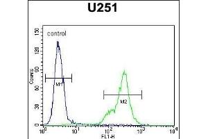 SCRN1 Antibody (N-term) (ABIN651459 and ABIN2840252) flow cytometric analysis of  cells (right histogram) compared to a negative control cell (left histogram). (Secernin 1 抗体  (N-Term))