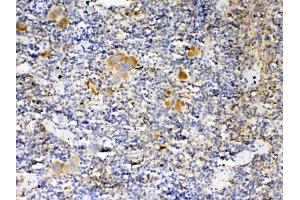 Immunohistochemistry (IHC) image for anti-Thrombopoietin (THPO) (AA 22-259) antibody (ABIN5518876)