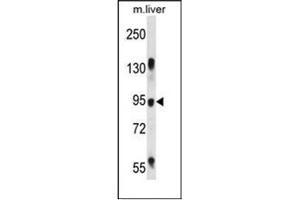 Western blot analysis of RASAL1 Antibody in Mouse liver tissue lysates (35ug/lane). (RASAL1 抗体  (Middle Region))