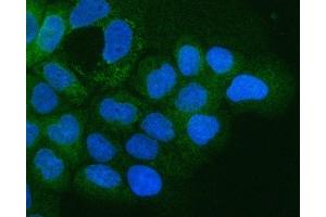 IF analysis of Integrin alpha 3/ITGA3 using anti-Integrin alpha 3/ITGA3 antibody (ABIN7602696). (ITGA3 抗体  (AA 96-324))