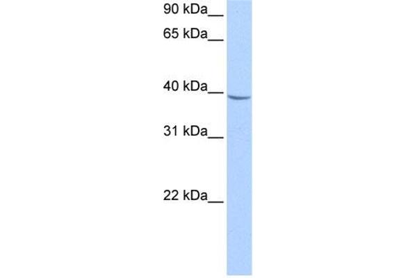 NUDT17 抗体  (Middle Region)