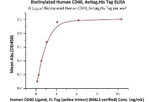 Immobilized Biotinylated Human CD40, Avitag,His Tag (ABIN4949013,ABIN4949014) at 1 μg/mL (100 μL/well) on Recombinant Streptavidin  precoated (0.