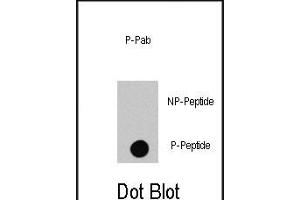 Dot blot analysis of anti-RAF1-p Phospho-specific Pab (R) on nitrocellulose membrane. (RAF1 抗体  (pSer494))