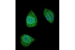 Confocal immunofluorescent analysis of PDGFB Antibody (C-term) (ABIN388460 and ABIN2848858) with 293 cell followed by Alexa Fluor 488-conjugated goat anti-rabbit lgG (green). (PDGFB 抗体  (C-Term))