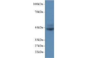 Western blot analysis of Rat Spleen lysate, using Rat CD72 Antibody (2 µg/ml) and HRP-conjugated Goat Anti-Rabbit antibody ( (CD72 抗体  (AA 126-237))