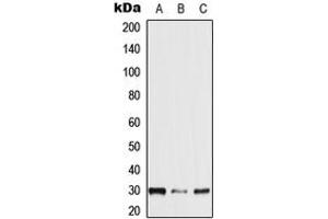 Western blot analysis of NXPH2 expression in HEK293T (A), mouse brain (B), rat brain (C) whole cell lysates. (NXPH2 抗体  (Center))