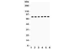 Western blot testing of tPA antibody and Lane 1:  mouse lung