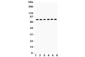 Western blot testing of tPA antibody and Lane 1:  mouse lung (PLAT 抗体  (AA 366-562))