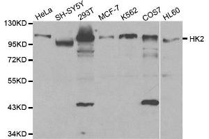 Western blot analysis of extracts of various cell lines, using HK2 antibody. (Hexokinase 2 抗体  (AA 1-120))