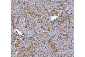 IHC analysis of SHQ1 using anti-SHQ1 antibody (ABIN7599205).