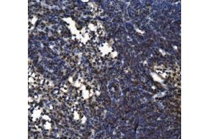IHC analysis of CD11c/Itgax using anti-CD11c/Itgax antibody (ABIN7600041).