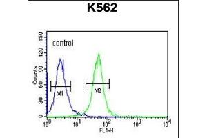 WDR73 Antibody (N-term) (ABIN651490 and ABIN2840265) flow cytometric analysis of K562 cells (right histogram) compared to a negative control cell (left histogram). (WDR73 抗体  (N-Term))