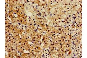 Immunohistochemistry of paraffin-embedded human adrenal gland tissue using ABIN7167566 at dilution of 1:100 (Regucalcin 抗体  (AA 1-299))