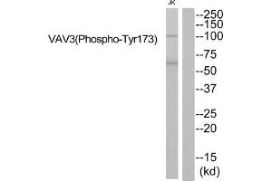 Western blot analysis of extracts from JK cells using VAV3 (Phospho-Tyr173) Antibody. (VAV3 抗体  (pTyr173))
