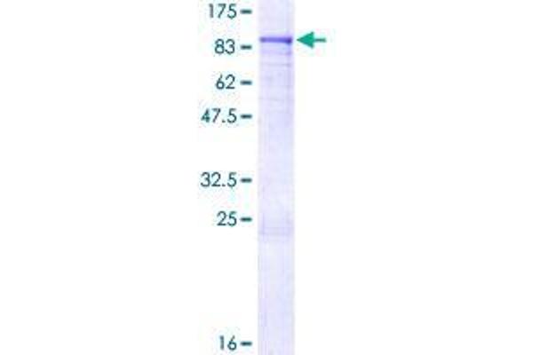 ZNF317 Protein (AA 1-595) (GST tag)