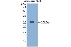 Western Blotting (WB) image for anti-Chordin (CHRD) (AA 422-635) antibody (ABIN1858405)