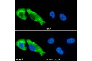 Immunofluorescence staining of fixed U251 cells with anti-GABAR antibody 1F4. (Recombinant gamma-Aminobutyric Acid Receptor Subunit beta (RDL) 抗体)