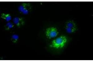 Image no. 1 for anti-NME/NM23 Nucleoside Diphosphate Kinase 4 (NME4) antibody (ABIN1499775) (NME4 抗体)