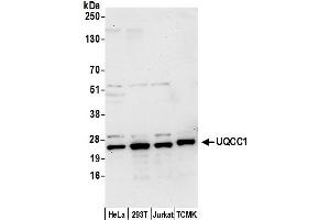 anti-Ubiquinol-Cytochrome C Reductase Complex Chaperone (UQCC) (AA 249-299) antibody
