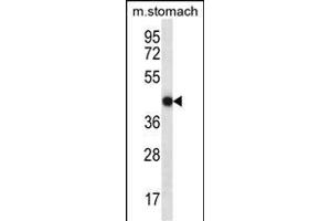 FGD2 Antibody (C-term) (ABIN657115 and ABIN2846263) western blot analysis in mouse stomach tissue lysates (35 μg/lane). (FGD2 抗体  (C-Term))