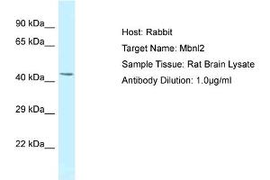 Host: Rabbit Target Name: MBNL2 Sample Tissue: Rat Brain Antibody Dilution: 1ug/ml (MBNL2 抗体  (Middle Region))