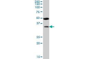 BSND MaxPab polyclonal antibody. (BSND 抗体  (AA 1-320))