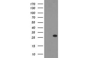 Image no. 2 for anti-THAP Domain Containing 6 (THAP6) antibody (ABIN1501374) (THAP6 抗体)