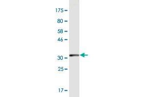 Western Blot detection against Immunogen (33. (MEF2B 抗体  (AA 165-235))