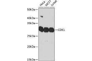 Western blot analysis of extracts of various cell lines, using CDK1 Rabbit mAb (ABIN7266576) at 1:1000 dilution. (CDK1 抗体)