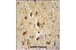 VITRN antibody (C-term) (ABIN654464 and ABIN2844197) immunohistochemistry analysis in formalin fixed and paraffin embedded human brain tissue followed by peroxidase conjugation of the secondary antibody and DAB staining. (Vitrin 抗体  (C-Term))
