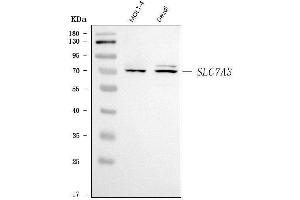 Western blot analysis of SLC7A3 using anti-SLC7A3 antibody (ABIN7602929).