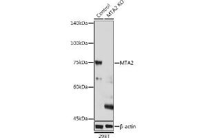 Western blot analysis of extracts of 293T cells, using MT antibody (243) at 1:1000 dilution.